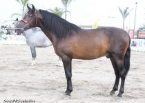 W RONDENO MIBX II, DE CORTIJO LAS MORERIAS, CAMPEON JOVEN DEL CONCURSO